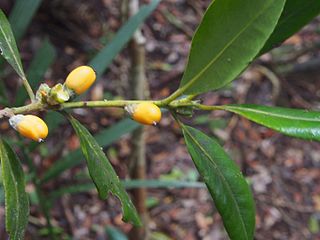 <i>Balanops</i> Genus of flowering plants