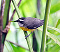 Coereba flaveola mexicana