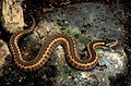Image 1 Vipera dinniki Photograph: Benny Trapp Vipera dinniki is a species of venomous viper which can reach 48.6 cm (19.1 in) in length. First described by Alexander Nikolsky in 1913, V. dinniki is found in the highlands of Russia, Georgia, and Azerbaijan. More selected pictures