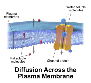 <span class="mw-page-title-main">Passive transport</span> Transport that does not require energy