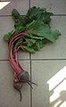 Burokėlis (Beta vulgaris var. rubra)