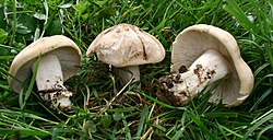 Pavasarinė balteklė (Calocybe gambosa)