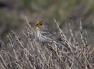 7 Carpodacus mexicanus6 uploaded by Basar, nominated by Basar Vote for this image