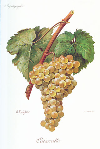 <span class="mw-page-title-main">Catarratto</span> Variety of grape