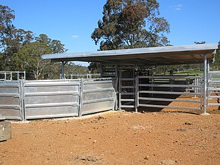 <span class="mw-page-title-main">Cattle chute</span>