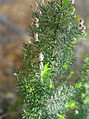 Erica arborea