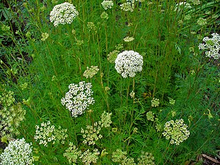 <i>Kadenia dubia</i> Species of flowering plant