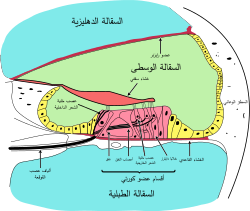 غشاء دهليزي