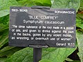 Blue comfrey label, Kew Gardens