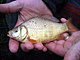 Crucian Carp.jpg