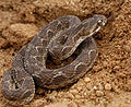 Vipera rostrata.