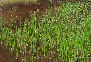 <i>Eleocharis palustris</i> Species of grass-like plant