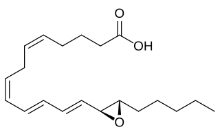 <span class="mw-page-title-main">Eoxin</span> Family of proinflammatory eicosanoids