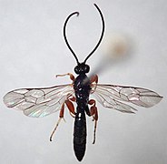 Exochus gravipes