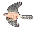 Accipiter gundlachi