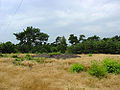 Gendersteyn tumulus in Steensel, the Netherlands.