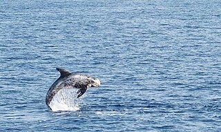 <span class="mw-page-title-main">Risso's dolphin</span> Species of marine mammal