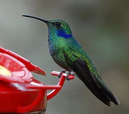 Zöld füleskolibri (Colibri thalassinus)