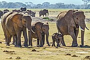 Družina slonov v Narodni park Amboseli, Kenija