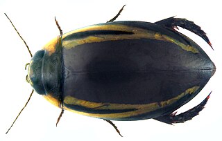 <i>Hydaticus satoi</i> Species of beetle