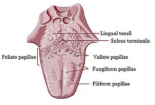 <span class="mw-page-title-main">Lingual papillae</span> Structure giving the tongue its characteristic rough texture