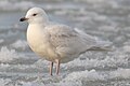 Islandia gullLarus glaucoideshvidvinget måge