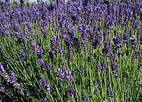 Flores da Lavandula angustifolia