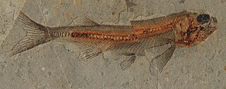 <i>Lycoptera</i> Extinct genus of fishes