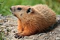 Image 11 Groundhog Photograph: Cephas Groundhogs (Marmota monax) are rodents in the family Sciuridae. They belong to the group of large ground squirrels known as marmots. This lowland creature is widely distributed in North America and common in the northeastern and central United States and Canada. Although considered by farmers to be a nuisance, groundhogs have become part of popular culture through Groundhog Day and the film of the same name. More selected pictures