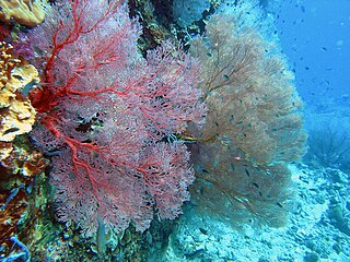 <i>Melithaea ochracea</i> Species of coral