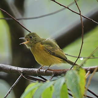 <span class="mw-page-title-main">Ochre-bellied flycatcher</span> Species of bird