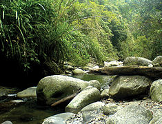 August 13: forest on the Phillipine island of Palawan