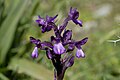 Anacamptis boryi[вд] (IUCN)