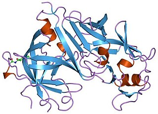 <span class="mw-page-title-main">Renin</span> Aspartic protease protein and enzyme