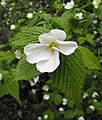 Rhodotypos scandens