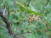 Ribes heterotrichum