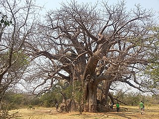 <span class="mw-page-title-main">Sagole Baobab</span> Largest indigenous tree of South Africa in Limpopo