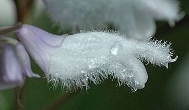 Blomman har långa hår