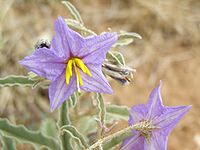 Solanum elaeagnifolium