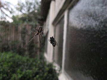 Zygiella x-notata female seen in the hub of her web in her preferential web-building habitat on a window frame. Her forelegs rest on the orb-web's signal thread that runs through the missing sector. She has caught a fly. Spider and Fly.JPG