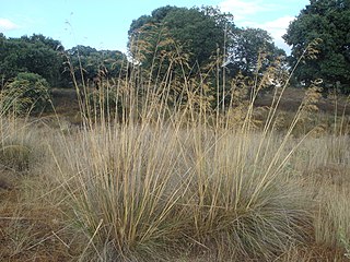 <span class="mw-page-title-main">Stipeae</span> Tribe of grasses