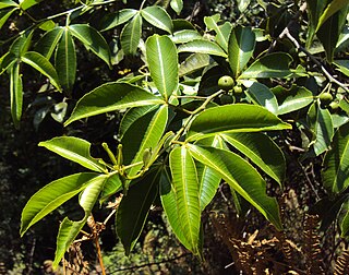 <i>Zanthoxylum asiaticum</i> Species of plant