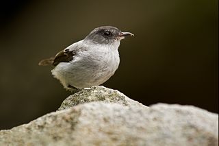 <span class="mw-page-title-main">Torrent tyrannulet</span> Species of bird