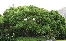 Vepris lanceolata, plante-hôte