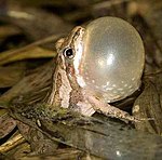 Western chorus frog (Pseudacris triseriata)