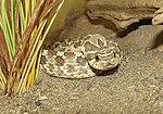 Heterodon nasicus i terrarium.