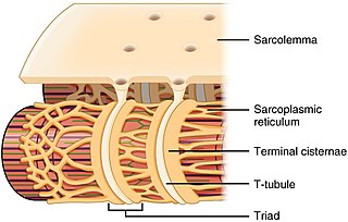 <span class="mw-page-title-main">Sarcoplasmic reticulum</span> Menbrane-bound structure in muscle cells for storing calcium