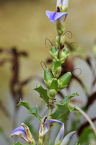 <i>Acanthus ilicifolius</i> Species of flowering plant