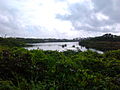 Adyar Creek at Foreshore Estate