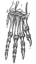 Right hind foot of Ammosaurus major, now known to have been a synonym of Anchisaurus polyzeus Ammosaurus major.jpg